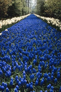 Pathway of blue flowers disappearing into the distance