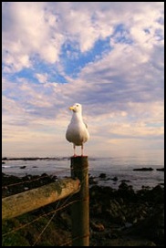 Seagull  enjoys the buttermilk sky at Elephant Seal refuge just north of Cambria