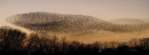Bird Murmuring reflects the simultaneous connection of the trillions of DNA molecules